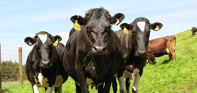 Livestock Solutions